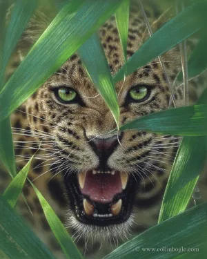 Ambush - Jaguar
