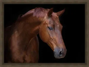 Chestnut Canvas