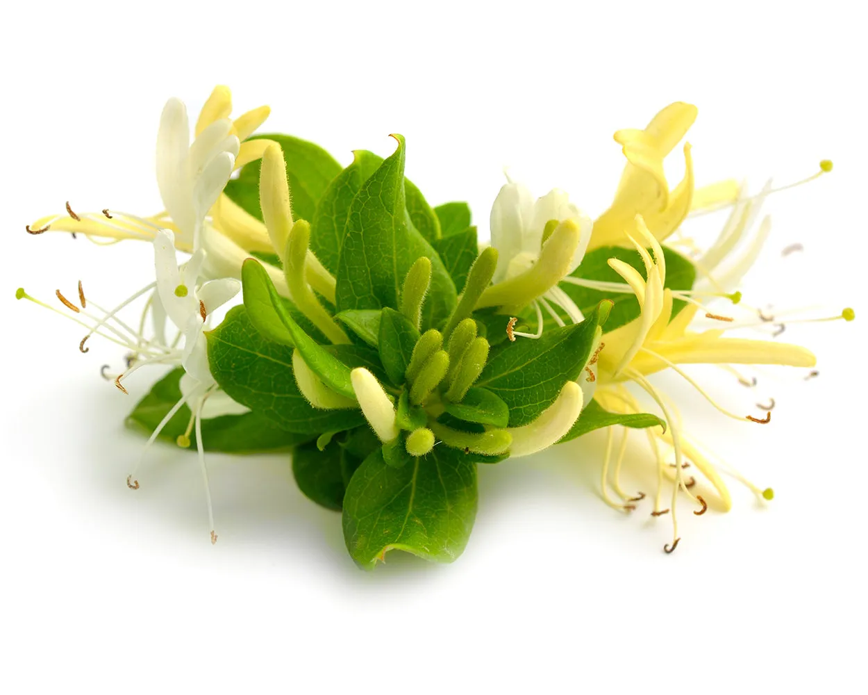 Honeysuckle