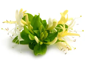 Honeysuckle