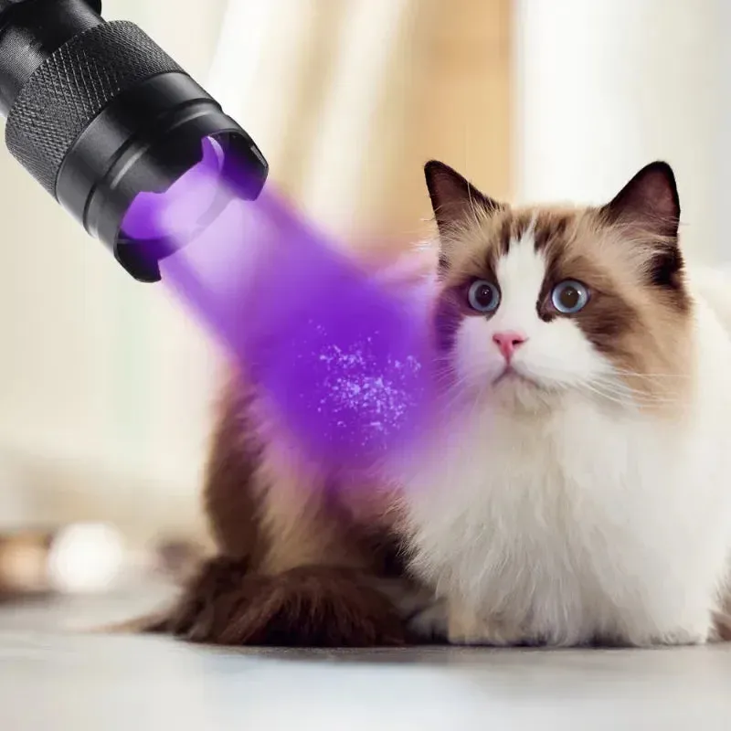 UV Flashlight LED Ultraviolet Torch Zoomable Mini Ultra Violet Lights Inspection
